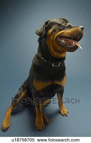Stock Photography - Rottweiler on blue background. Fotosearch