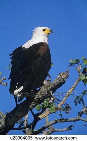 Sea Eagle perched in tree View Large Photo Image Stock Photography - Sea Eagle perched in tree. Fotosearch