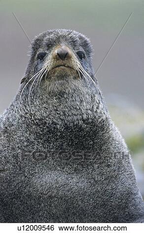 Stock Photograph - Sea lion close-up. Fotosearch