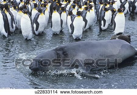 Picture - Seal lying beside Penguin colony. Fotosearch