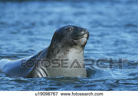 Stock Photo - Seal lying in water. Fotosearch