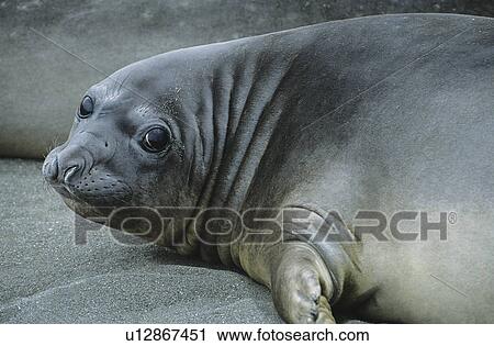Stock Image - Seal lying on beach. Fotosearch