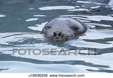 Seals head in water View Large Photo Image Stock Photo - Seals head in water. Fotosearch