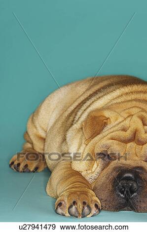 Shar-pei lying down front view View Large Photo Image Stock Photo - Shar-pei lying down front view. Fotosearch