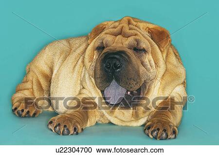 Stock Image - Shar-pei lying down with tongue out. Fotosearch