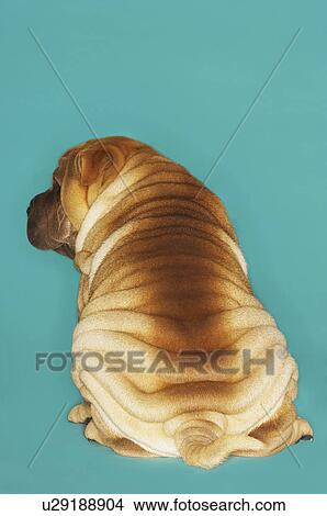 Shar-pei sitting back view View Large Photo Image Picture - Shar-pei sitting back view. Fotosearch