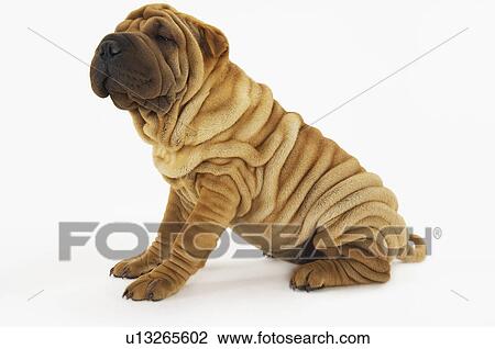 Shar-pei sitting side view View Large Photo Image Stock Image - Shar-pei sitting side view. Fotosearch
