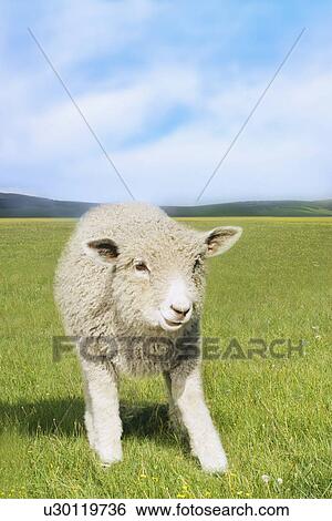 Sheep in green field View Large Photo Image Stock Photograph - Sheep in green field. Fotosearch