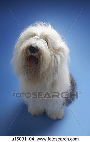 Picture - Sheepdog on blue background. Fotosearch