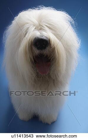 Sheepdog on blue background View Large Photo Image Stock Image - Sheepdog on blue background. Fotosearch