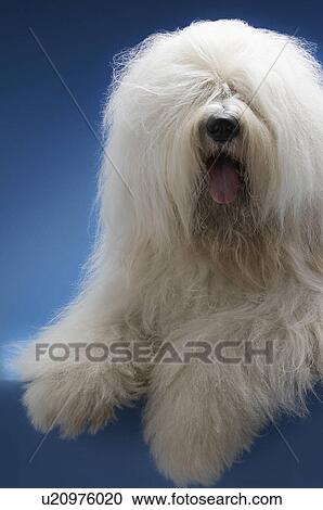 Stock Image - Sheepdog on blue background. Fotosearch