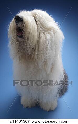 Sheepdog on blue background View Large Photo Image Stock Photo - Sheepdog on blue background. Fotosearch