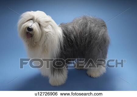 Sheepdog on blue background View Large Photo Image Stock Photograph - Sheepdog on blue background. Fotosearch