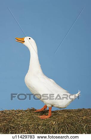 Side view of goose against blue background View Large Photo Image Stock Image - Side view of goose against blue background. Fotosearch