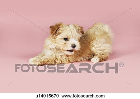 Small brown dog on pink background View Large Photo Image Stock Image - Small brown dog on pink background. Fotosearch