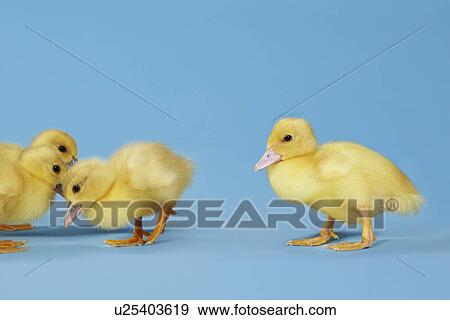 Small group of ducklings on blue background View Large Photo Image Stock Photo - Small group of ducklings on blue background. Fotosearch
