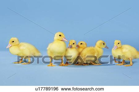 Stock Photograph - Small group of ducklings on blue background. Fotosearch