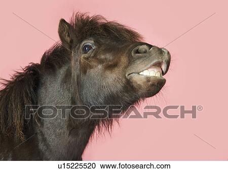 Stock Image - Snarling horse against pink background close-up head. Fotosearch