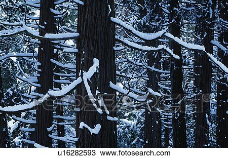 Snow covered trees in forest View Large Photo Image Stock Image - Snow covered trees in forest. Fotosearch