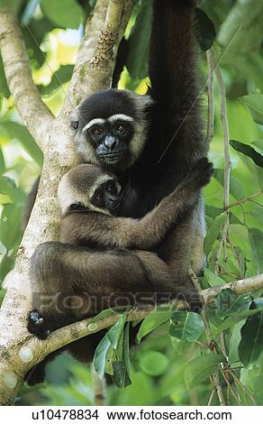 Picture - Squirrel Monkey embracing young in tree. Fotosearch