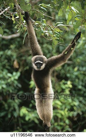 Stock Photograph - Squirrel Monkey hanging from tree. Fotosearch