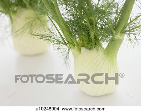 Stalk of Fennel View Large Photo Image Picture - Stalk of Fennel. Fotosearch