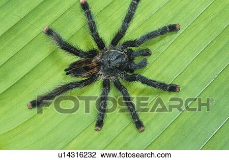 Tarrantula on leaf View Large Photo Image Stock Image - Tarrantula on leaf. Fotosearch