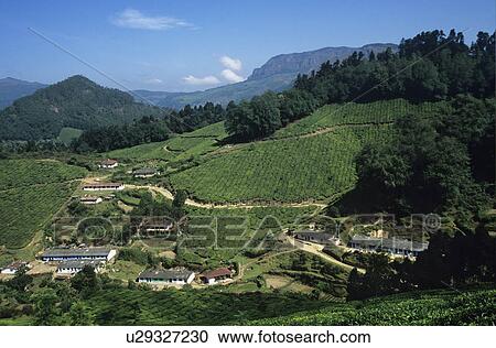 Stock Image - Tea plantation elevated view. Fotosearch