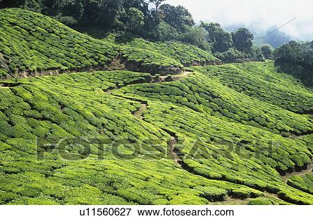 Tea plantation View Large Photo Image Stock Photo - Tea plantation. Fotosearch