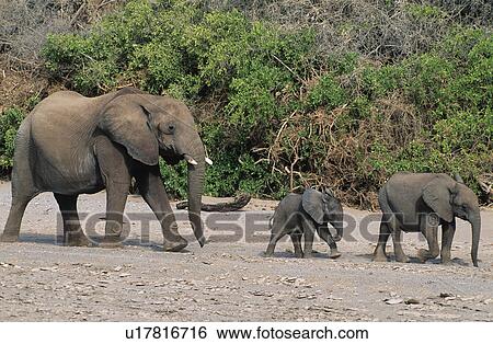 Three African Elephants (Loxodonta Africana) in a row View Large Photo Image Stock Photograph - Three African Elephants (Loxodonta Africana) in a row. Fotosearch