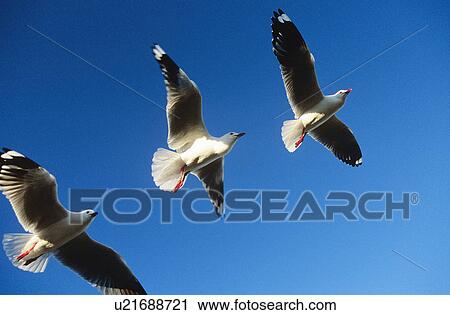 Stock Image - Three birds flying in a row. Fotosearch
