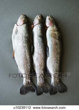 Three dead fish lying side by side View Large Photo Image Stock Image - Three dead fish lying side by side. Fotosearch