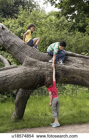 Three friends (7-9) climbing on fallen tree View Large Photo Image Picture - Three friends (7-9) climbing on fallen tree. Fotosearch