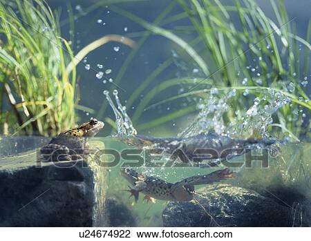 Three frogs in water surface view View Large Photo Image Stock Image - Three frogs in water surface view. Fotosearch