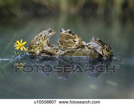 Three frogs sitting on rock View Large Photo Image Stock Photo - Three frogs sitting on rock. Fotosearch