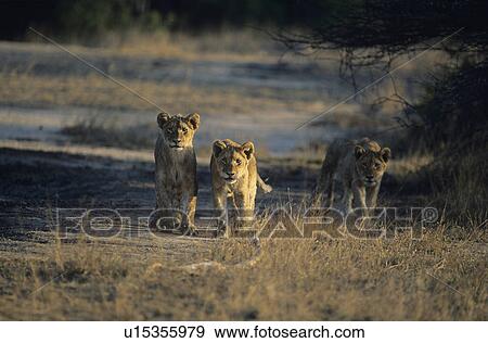 Stock Photo - Three Lions hunting on savannah. Fotosearch