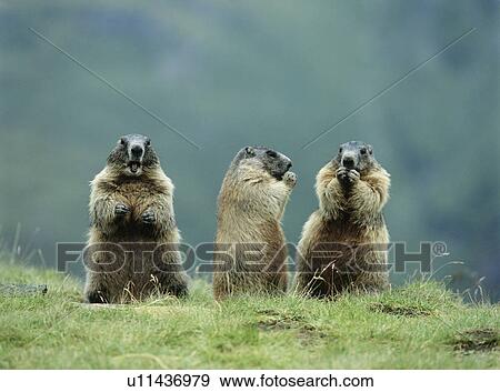 Three Marmots View Large Photo Image Stock Photo - Three Marmots. Fotosearch