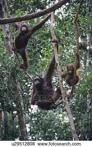 Three Orangutans hanging in trees View Large Photo Image Stock Photo - Three Orangutans hanging in trees. Fotosearch