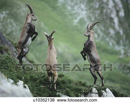 Stock Photo - Three rearing alpine ibexes. Fotosearch