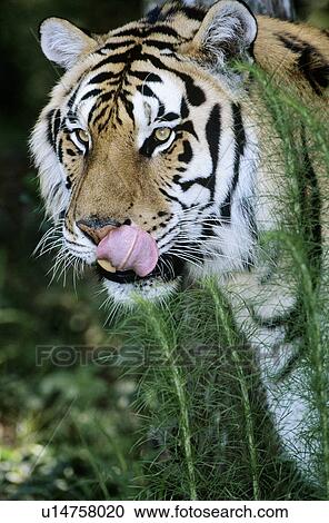 Tiger licking lips in grass View Large Photo Image Stock Image - Tiger licking lips in grass. Fotosearch