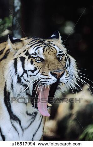 Picture - Tiger yawning. Fotosearch