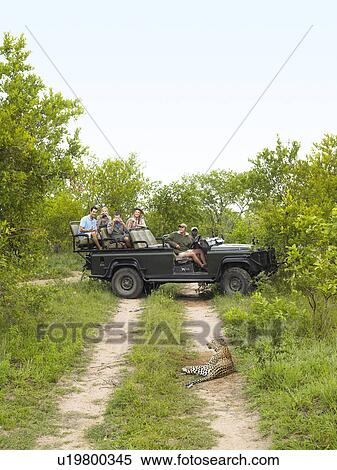 Tourists in jeep looking at cheetah lying on dirt road View Large Photo Image Stock Photography - Tourists in jeep looking at cheetah lying on dirt road. Fotosearch