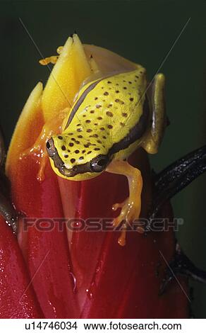 Tree frog on leaf close-up View Large Photo Image Picture - Tree frog on leaf close-up. Fotosearch