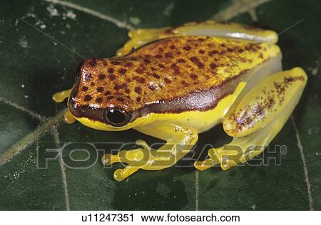 Stock Image - Tree frog on leaf close-up. Fotosearch