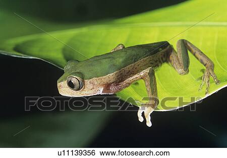 Tree frog on leaf close-up View Large Photo Image Stock Photograph - Tree frog on leaf close-up. Fotosearch