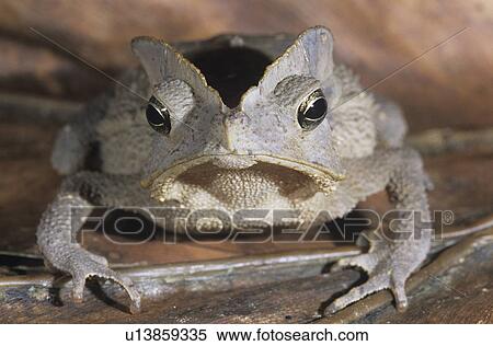 Stock Photography - Tree frog on leaf close-up. Fotosearch