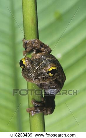Tree frog on stem close-up View Large Photo Image Stock Photo - Tree frog on stem close-up. Fotosearch