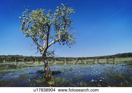Picture - Tree on lake. Fotosearch