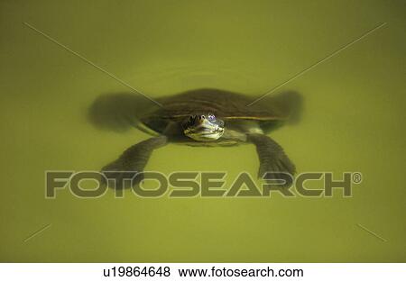 Stock Photo - Turtle floating in pond. Fotosearch