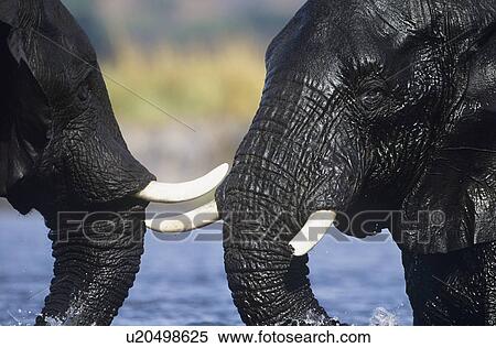 Two African Elephants (Loxodonta Africana) bathing at waterhole View Large Photo Image Stock Photography - Two African Elephants (Loxodonta Africana) bathing at waterhole. Fotosearch